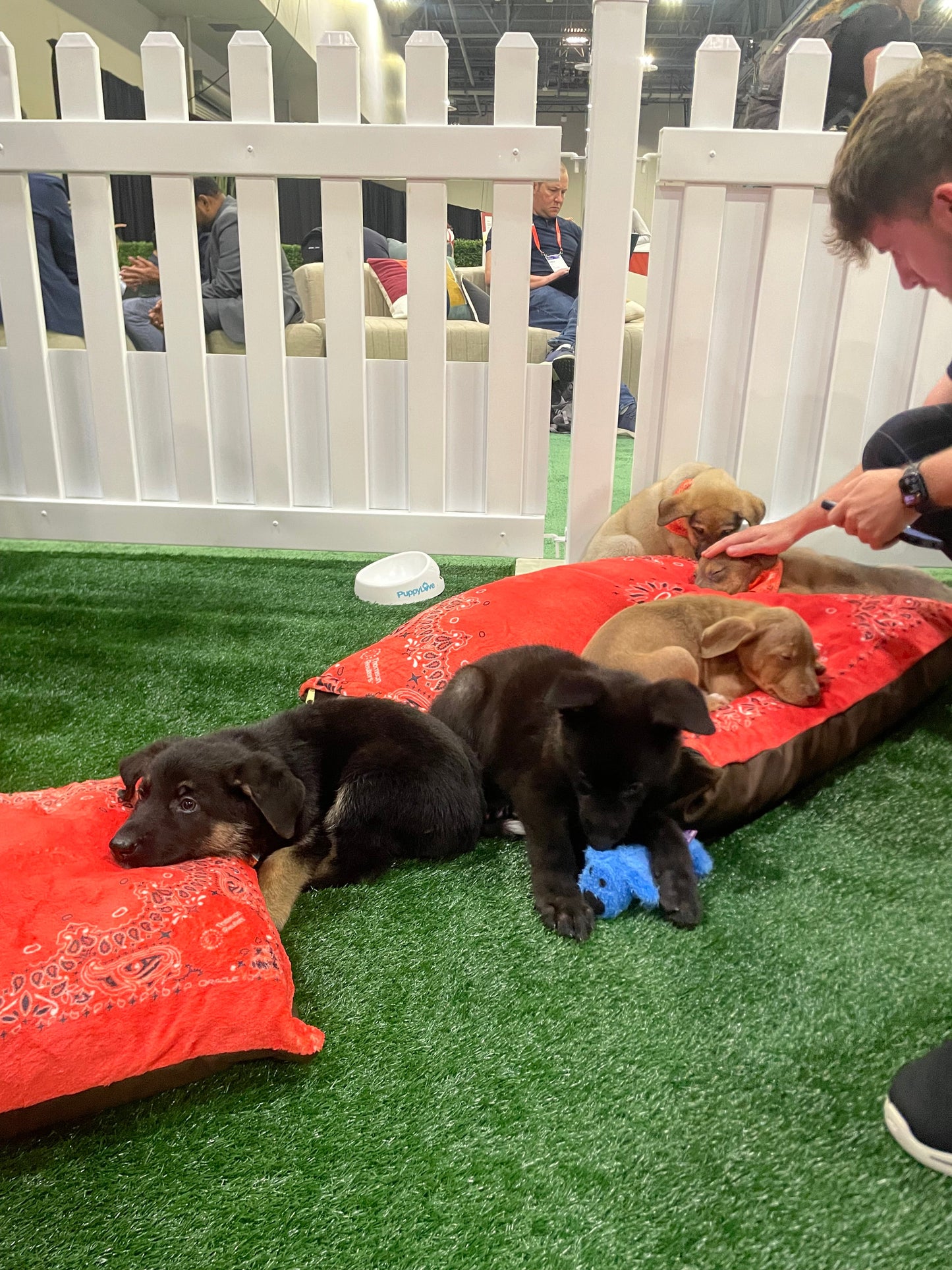 Four playful puppies resting on red patterned cushions in a dog-friendly area.